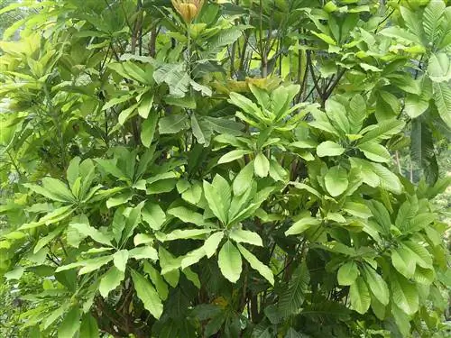 Magnolia hodgsonii - маленькое деревце