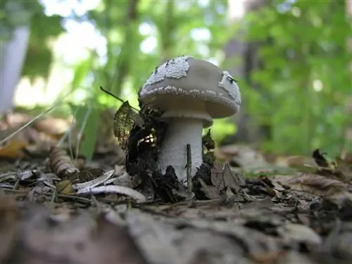 кольцо для ног