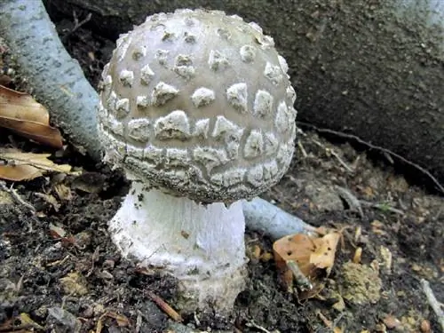 Сорт Amanita spissa excelsa