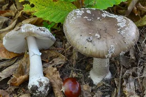 Мухомор колючий