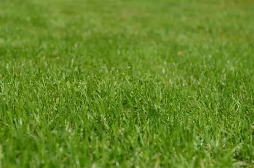 Raygrass универсален