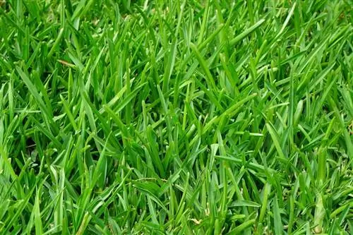 Raygrass - вездеходная трава.