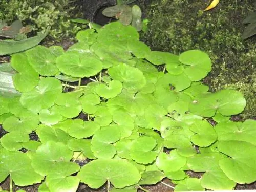 Вид на Cardamine lyrata