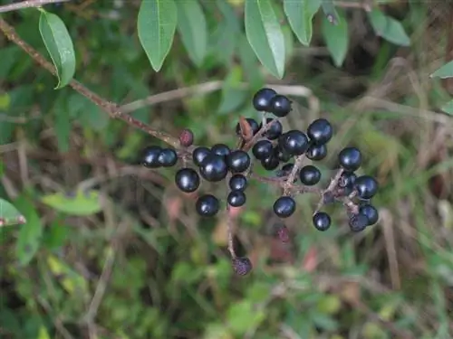 куст под названием Ligustrum Vulgare, полный ягод