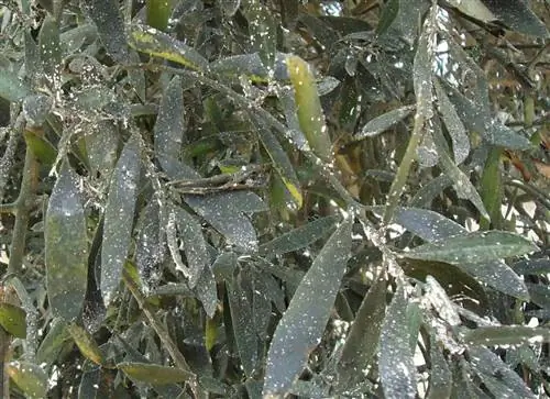 Euphyllura olivina действующая