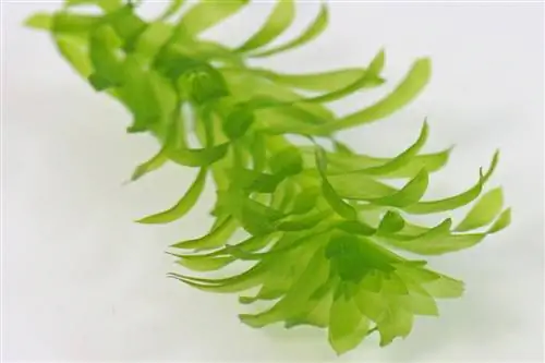 водное растение под названием Egeria Densa