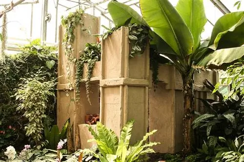Банановое дерево или Musa paradisiaca небольшого размера