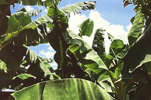 листья дерева под названием банан или Musa paradisiaca