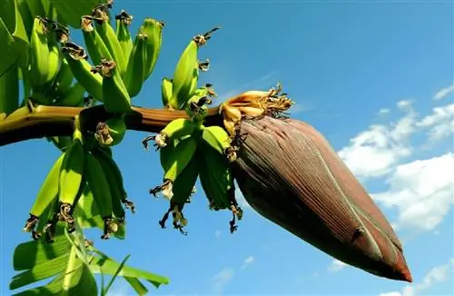 Банан (Musa paradisiaca)