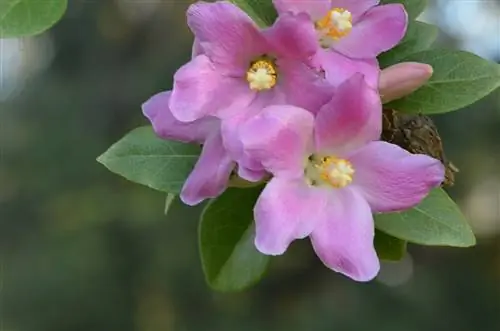 Цветки Lagunaria pattersonii розовые.