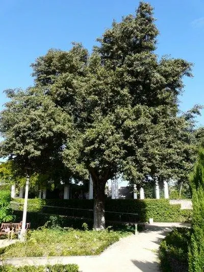 Lagunaria patersonii - быстрорастущее дерево.