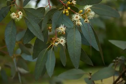 цветы и ветви дерева под названием Eucalyptus gunnii