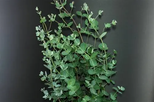 декоративная ветвь дерева Eucalyptus gunnii