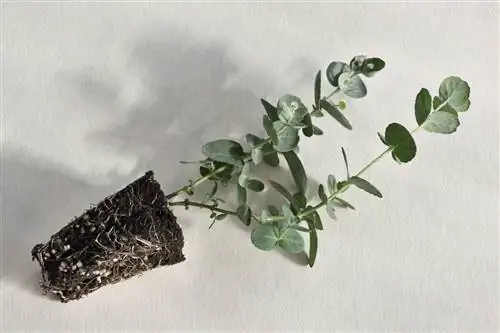 маленькое дерево под названием Eucalyptus gunnii, лежащее на земле