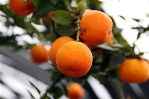 Чиното (Citrus myrtifolia)