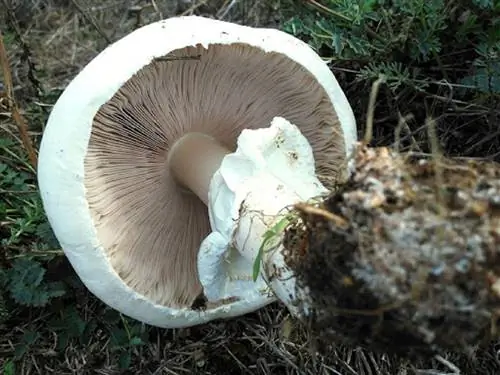 Шляпка Agaricus arvensis