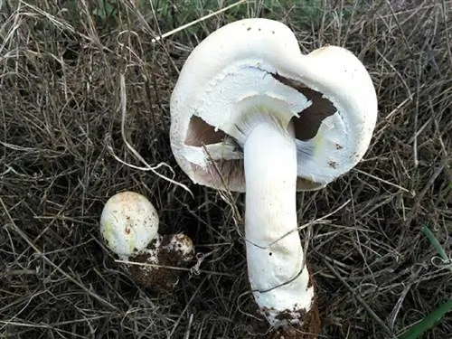 Agaricus arvensis