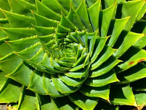 Алоэ спиральное (Aloe polyphylla)
