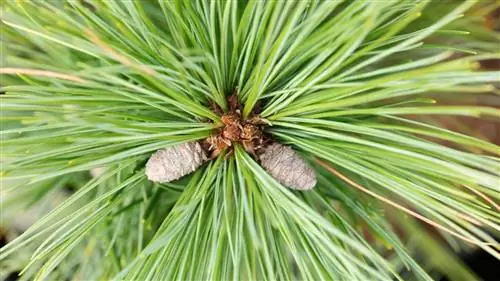 сосны, которые выходят из ветки дерева под названием Pinus strobus