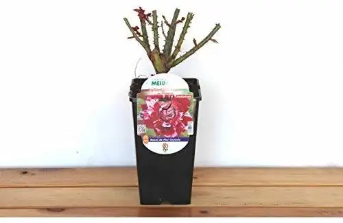 За розовым кустом Хулио Иглесиаса легко ухаживать.