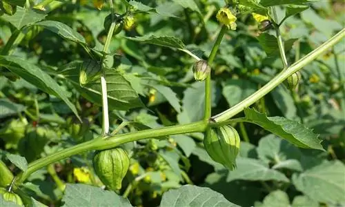 растение под названием tomatillo или Physalis philadelphica