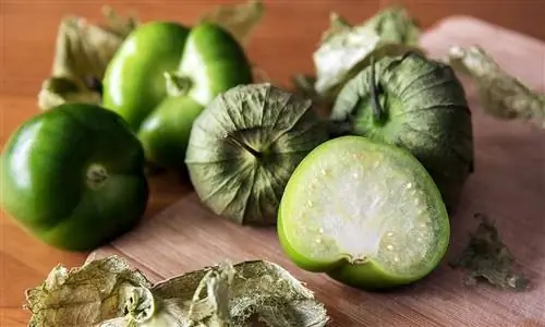 Дикий Томатильо (Physalis philadelphica)