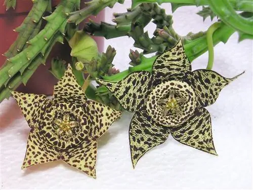 Orbea variegata размножается семенами