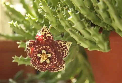Вид на Orbea variegata