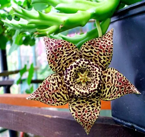 Вид на Orbea variegata в цвету