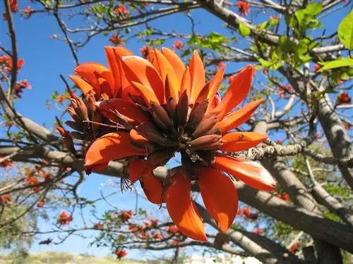 Erythrina caffra - тропическое дерево.
