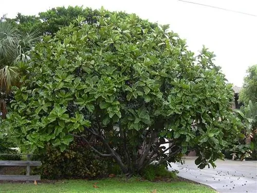 Взрослый экземпляр Ficus lyrata