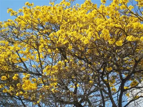 Вид на тропическое дерево Tabebuia chrysantha