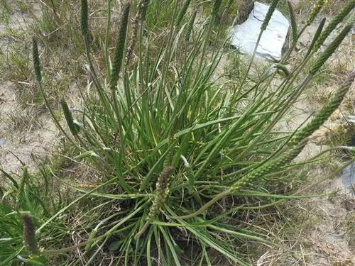 дикое растение под названием Plantago albicans