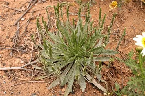 кустарник под названием Plantago albicans, который растет в засушливых районах.