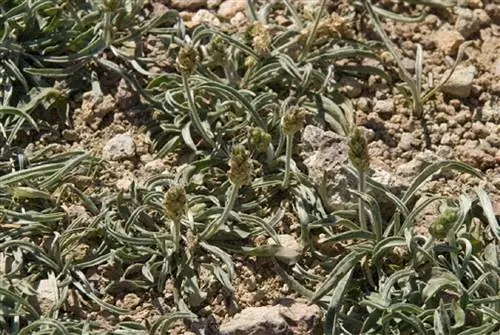 сухой на вид кустарник под названием Plantago albicans