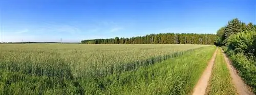 Монокультура кукурузы