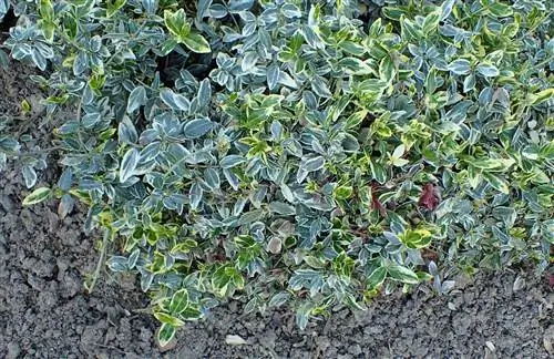 Веретено удачи (Euonymus Fortunei)