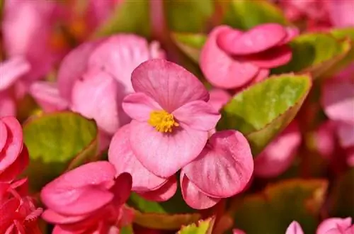 Кораллиновая бегония с розовыми лепестками