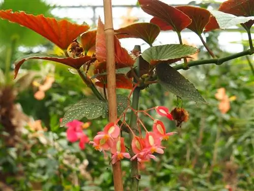 крупным планом изображение растения под названием Begonia corallina