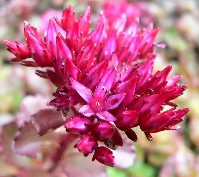 Цветки Sedum spurium розовые.