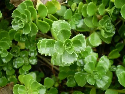 Sedum spurium, идеальный суккулент для выращивания в горшке