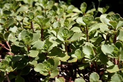 Sedum spurium - быстрорастущий суккулент.