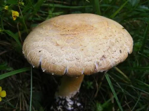 Шляпка Agaricus sylvaticus