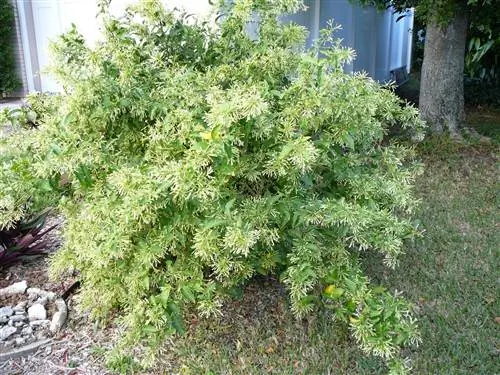 Cestrum nocturnum, научное название галантного ночью