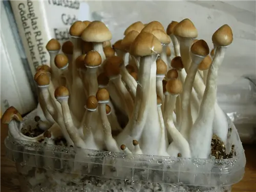 Культура Psilocybe cubensis