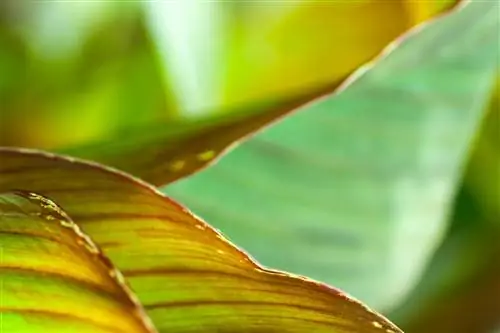 Листья Canna indica могут быть зелеными или цветными.