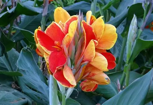 Цветки Canna indica могут быть различной окраски.