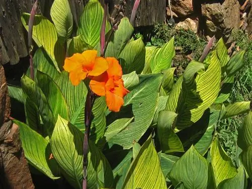 Canna indica, летний цветок