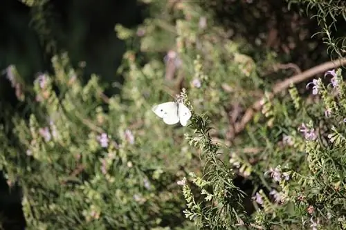 Белый розмарин (Rosmarinus tomentosus)