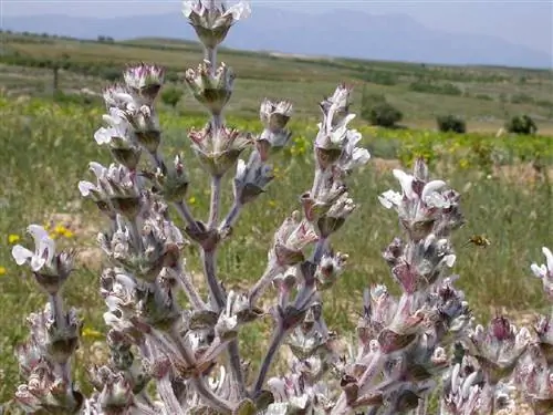 ветки и цветы дикого кустарника под названием Salvia aethiopis ветки и цветы дикого кустарника под названием Salvia aethiopis